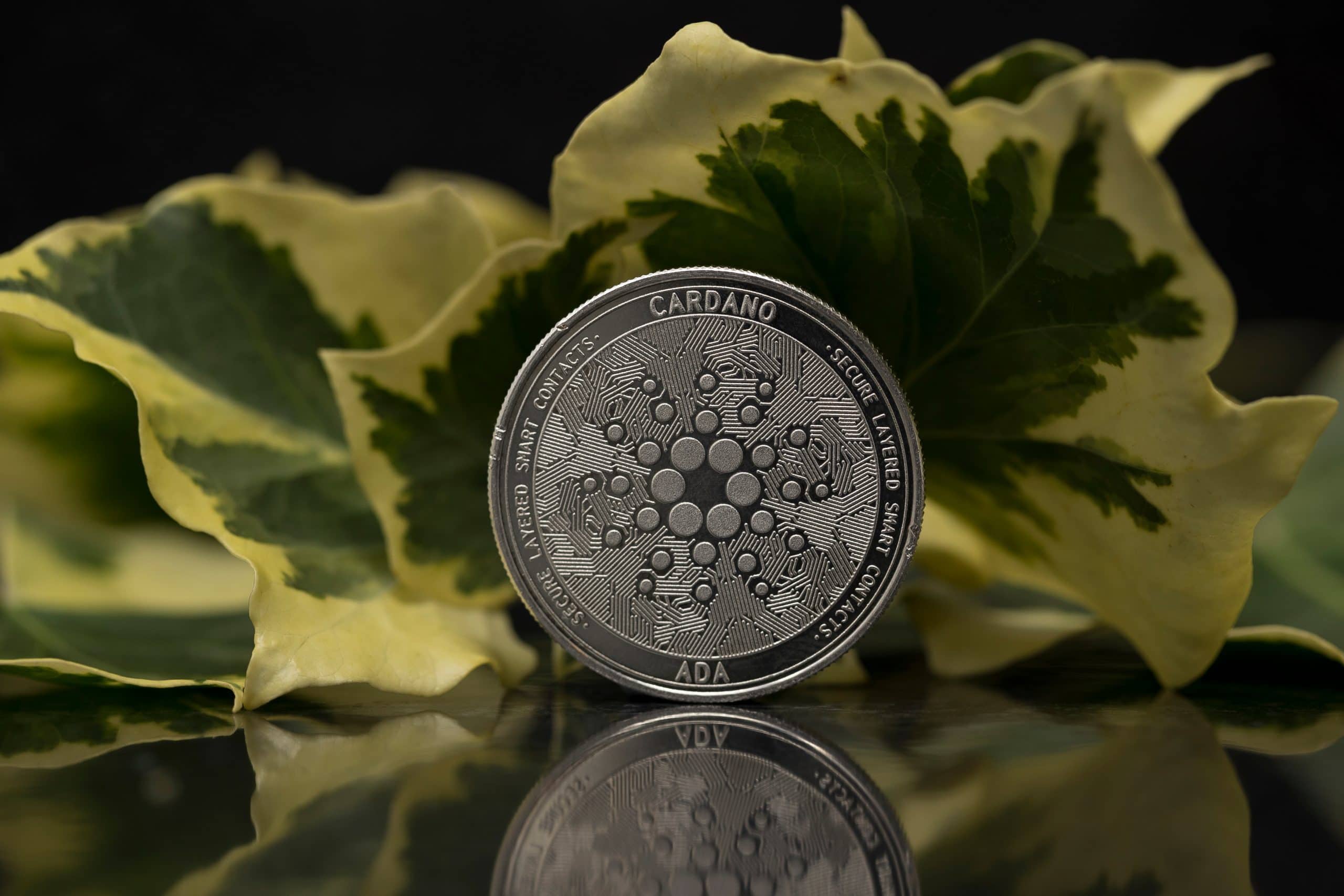 www.btc-echo.de